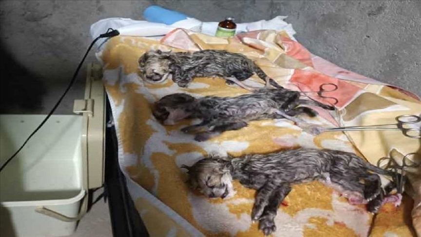 یوزپلنگ ایرانی نوزادان خود را به دنیا آورد