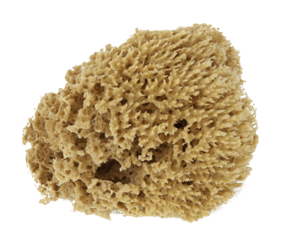 Natural Sponge